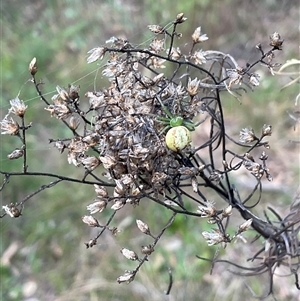 Lehtinelagia evanida at Yarralumla, ACT - 28 Sep 2024 03:06 PM