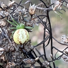 Lehtinelagia evanida at Yarralumla, ACT - 28 Sep 2024 03:06 PM