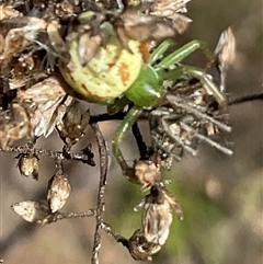 Lehtinelagia evanida at Yarralumla, ACT - 28 Sep 2024 03:06 PM