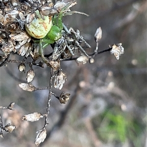 Lehtinelagia evanida at Yarralumla, ACT - 28 Sep 2024 03:06 PM