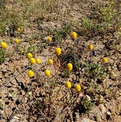 Unidentified Other Wildflower or Herb at Bedourie, QLD - 21 Aug 2024 by Paul4K