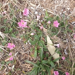 Convolvulus angustissimus subsp. angustissimus (Australian Bindweed) at Lawson, ACT - 28 Sep 2024 by Jeanette