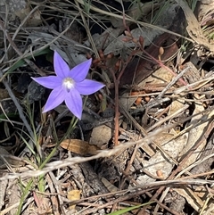 Wahlenbergia capillaris (Tufted Bluebell) at Yarralumla, ACT - 28 Sep 2024 by Jennybach