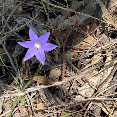 Wahlenbergia capillaris (Tufted Bluebell) at Yarralumla, ACT - 28 Sep 2024 by Jennybach