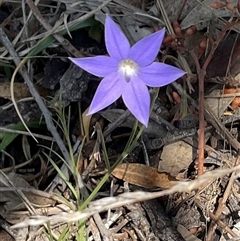 Wahlenbergia capillaris at Yarralumla, ACT - 28 Sep 2024 01:49 PM