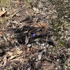 Wahlenbergia capillaris at Yarralumla, ACT - 28 Sep 2024 01:49 PM