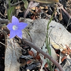 Wahlenbergia capillaris at Yarralumla, ACT - 28 Sep 2024