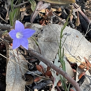 Wahlenbergia capillaris at Yarralumla, ACT - 28 Sep 2024