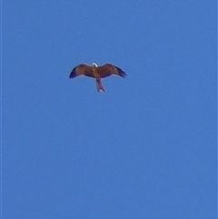 Milvus migrans (Black Kite) at Boulia, QLD - 21 Aug 2024 by Paul4K