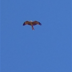 Milvus migrans (Black Kite) at Boulia, QLD by Paul4K