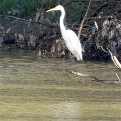 Ardea alba (Great Egret) at Toko, QLD - 21 Aug 2024 by Paul4K