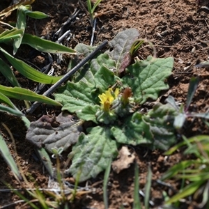 Cymbonotus sp. (preissianus or lawsonianus) at Symonston, ACT - 28 Sep 2024