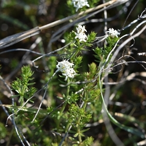 Asperula conferta at Symonston, ACT - 28 Sep 2024