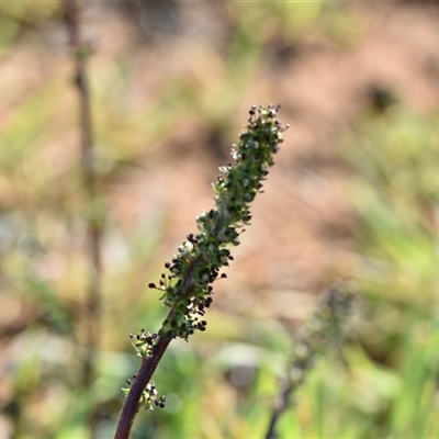 Acaena x ovina (Sheep's Burr) at Symonston, ACT - 28 Sep 2024 by Venture