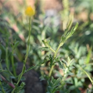 Calotis lappulacea at Symonston, ACT - 28 Sep 2024