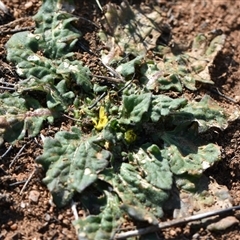 Cymbonotus sp. (preissianus or lawsonianus) (Bears Ears) at Symonston, ACT - 28 Sep 2024 by Venture