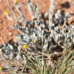 Chrysocephalum apiculatum (Common Everlasting) at Symonston, ACT - 28 Sep 2024 by Venture