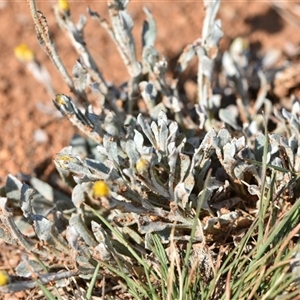 Chrysocephalum apiculatum at Symonston, ACT - 28 Sep 2024