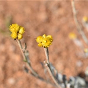 Chrysocephalum apiculatum at Symonston, ACT - 28 Sep 2024 02:16 PM