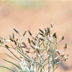 Senecio quadridentatus at Symonston, ACT - 28 Sep 2024