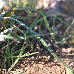 Senecio quadridentatus at Symonston, ACT - 28 Sep 2024 02:12 PM