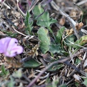 Convolvulus angustissimus subsp. angustissimus at Symonston, ACT - 28 Sep 2024