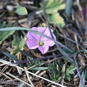 Convolvulus angustissimus subsp. angustissimus at Symonston, ACT - 28 Sep 2024 02:11 PM