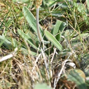 Plantago varia at Symonston, ACT - 28 Sep 2024