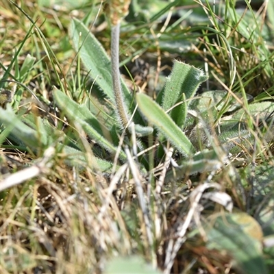 Plantago varia (Native Plaintain) at Symonston, ACT - 28 Sep 2024 by Venture