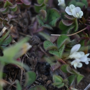 Trifolium subterraneum at Symonston, ACT - 28 Sep 2024