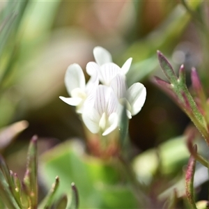 Trifolium subterraneum at Symonston, ACT - 28 Sep 2024