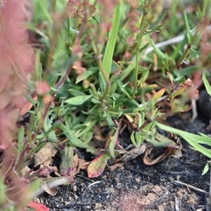 Rumex acetosella at Symonston, ACT - 28 Sep 2024 01:47 PM