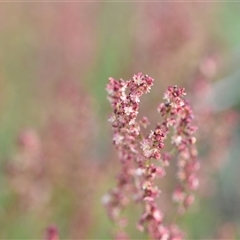 Rumex acetosella at Symonston, ACT - 28 Sep 2024 01:47 PM