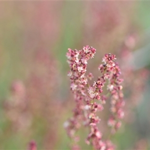 Rumex acetosella at Symonston, ACT - 28 Sep 2024