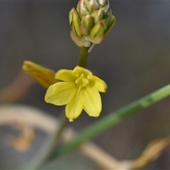 Bulbine bulbosa (Golden Lily, Bulbine Lily) at Hackett, ACT - 23 Sep 2024 by Venture