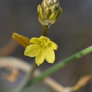 Bulbine bulbosa at Hackett, ACT - 24 Sep 2024