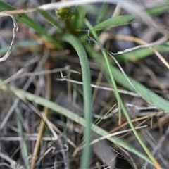 Bulbine bulbosa at Hackett, ACT - 24 Sep 2024