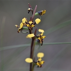 Diuris pardina (Leopard Doubletail) at Hackett, ACT - 24 Sep 2024 by Venture