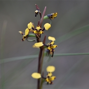 Diuris pardina at Hackett, ACT - suppressed