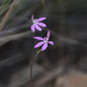 Caladenia carnea at Hackett, ACT - suppressed