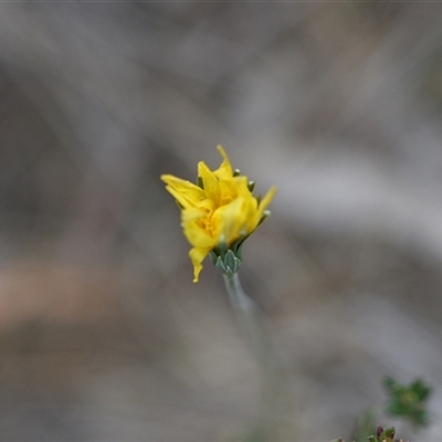 Microseris walteri (Yam Daisy, Murnong) at Hackett, ACT - 24 Sep 2024 by Venture