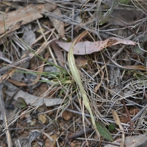 Microseris walteri at Hackett, ACT - 24 Sep 2024