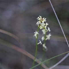 Stackhousia monogyna (Creamy Candles) at Hackett, ACT - 24 Sep 2024 by Venture