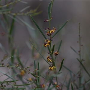 Daviesia leptophylla at Hackett, ACT - 24 Sep 2024 07:48 AM