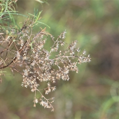 Cassinia quinquefaria (Rosemary Cassinia) at Watson, ACT - 24 Sep 2024 by Venture