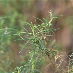 Cassinia quinquefaria at Watson, ACT - 24 Sep 2024 07:35 AM