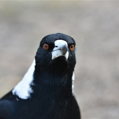 Gymnorhina tibicen (Australian Magpie) at Watson, ACT - 23 Sep 2024 by Venture