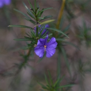 Solanum linearifolium at Hackett, ACT - 24 Sep 2024