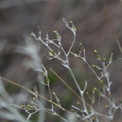 Senecio quadridentatus at Hackett, ACT - 24 Sep 2024