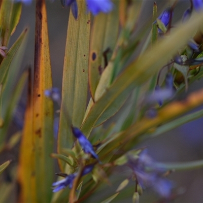 Stypandra glauca (Nodding Blue Lily) at Hackett, ACT - 23 Sep 2024 by Venture